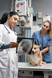 Raio x veterinário e a sua importância para detectar doenças nos pets