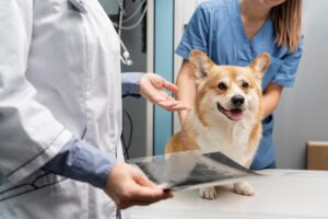 Radiologia veterinária e a tecnologia