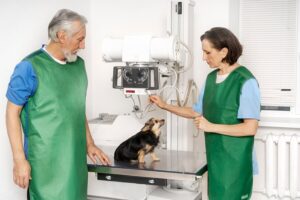 Saiba quais são os posicionamentos para uma radiografia em pets