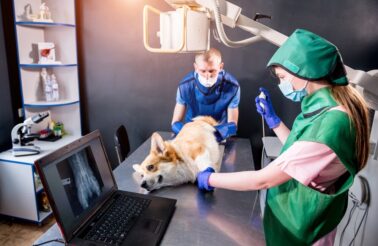 Saiba tudo sobre o raio x veterinário